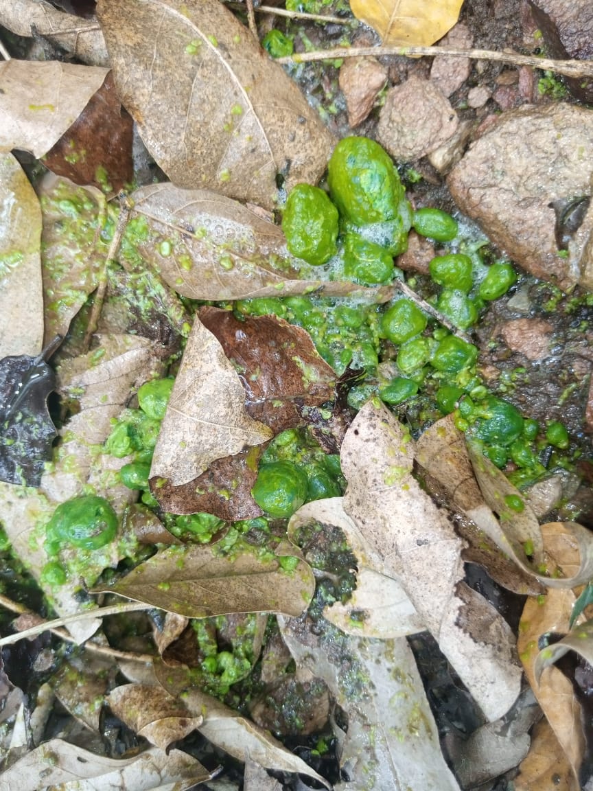 Gallbladder stones expelled into leaves outdoors