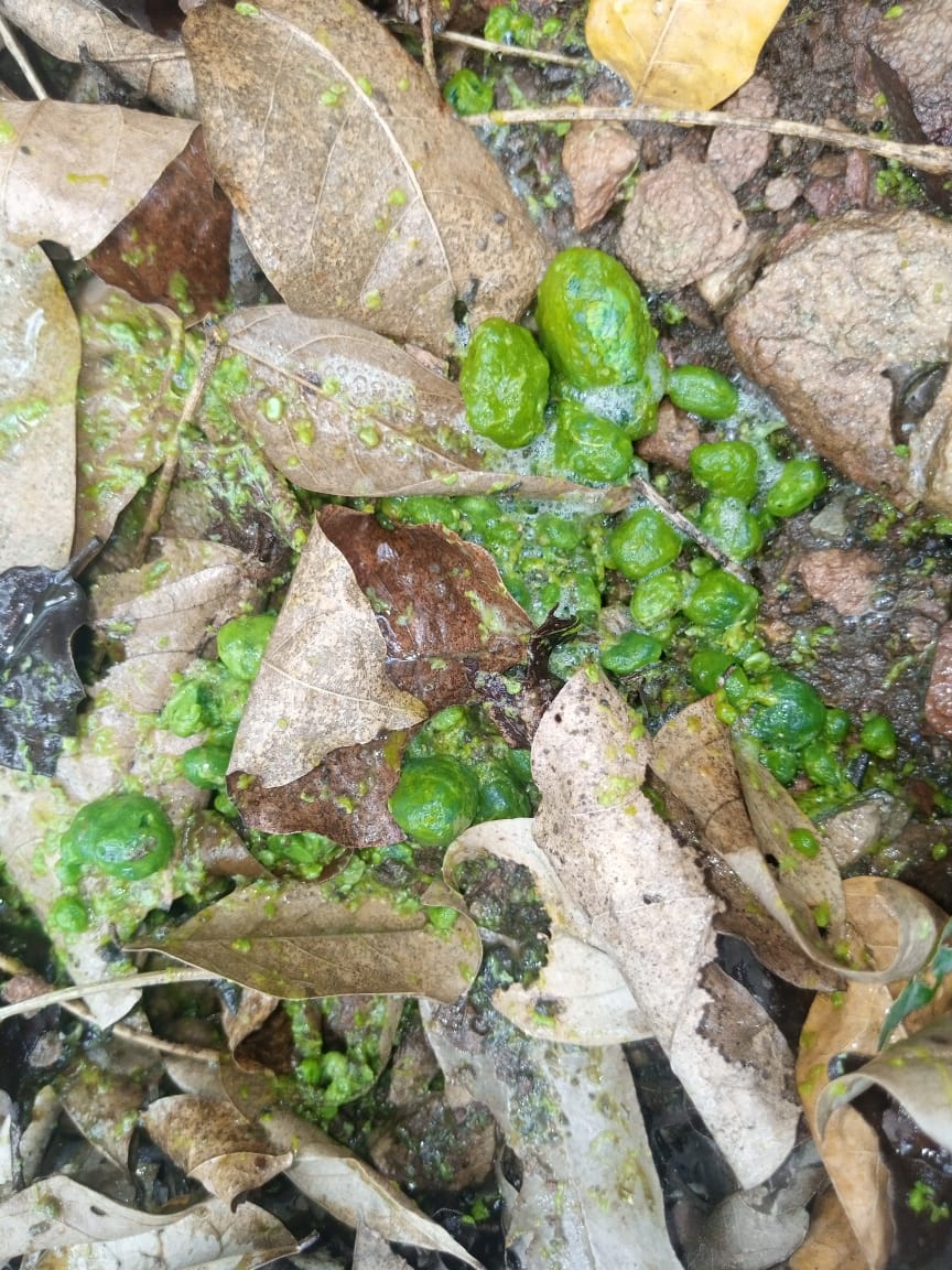 More gallbladder stones in leaves