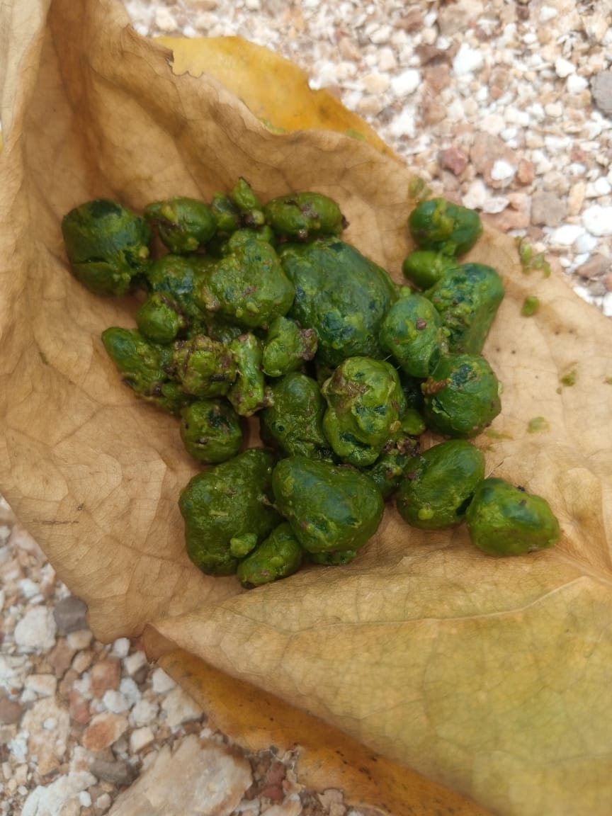 Green gallbladder stones on dried leaf